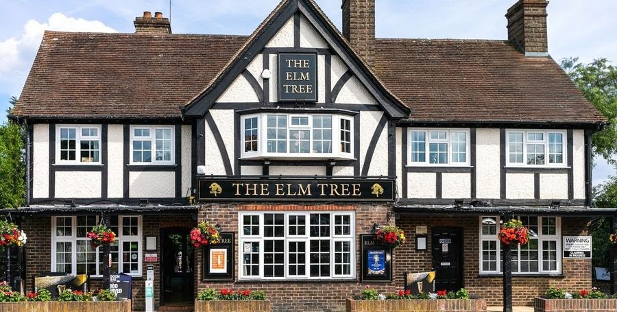 Elm Tree