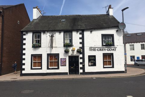 Grey Goat
