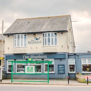 Blue Bird