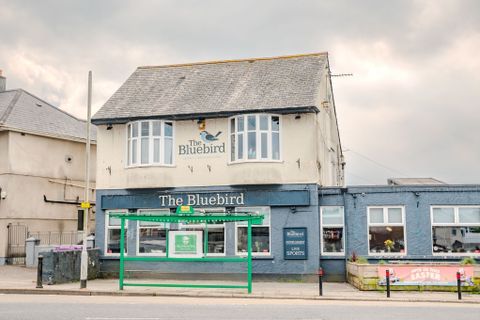 Blue Bird