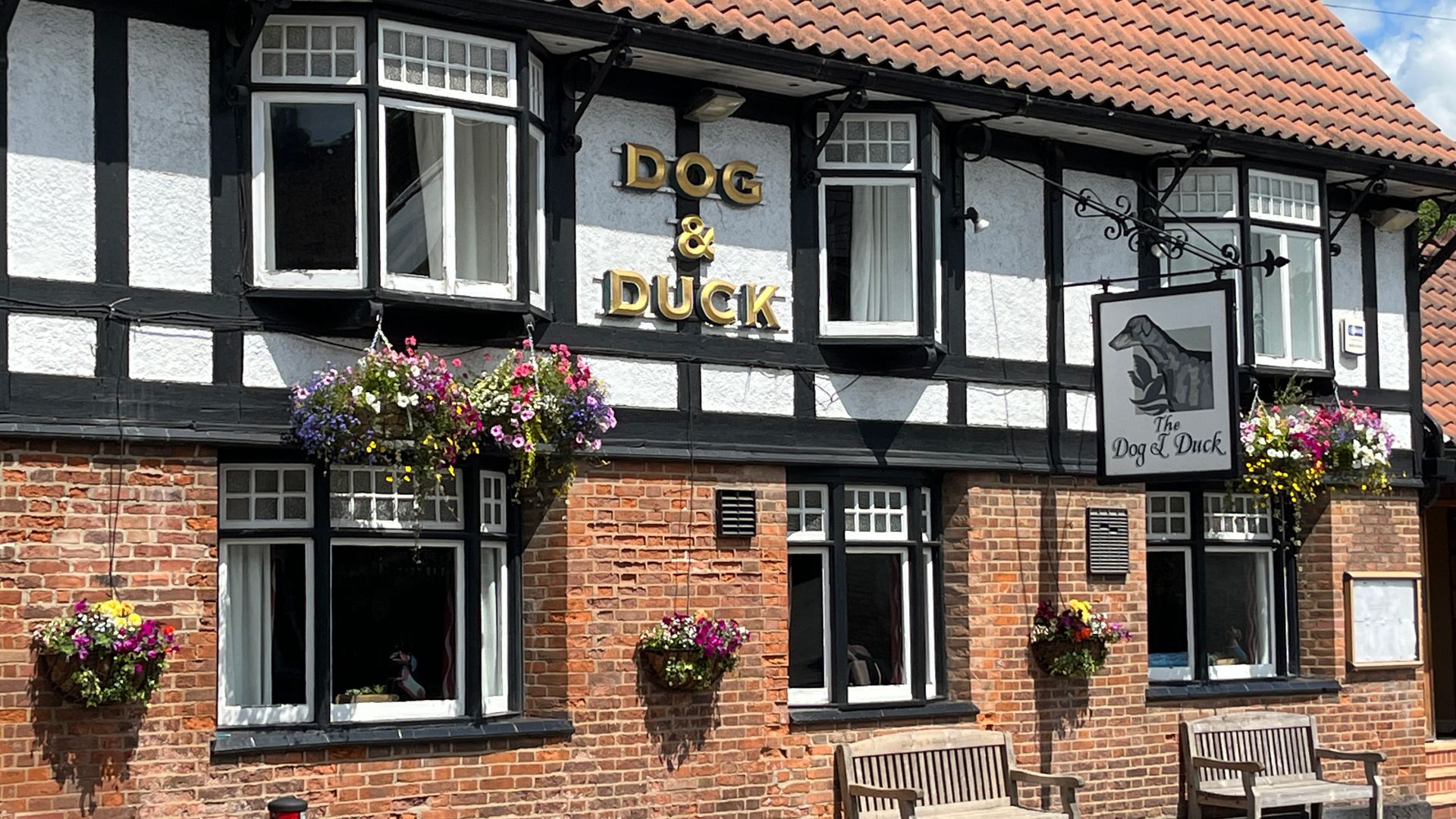 Dog & Duck