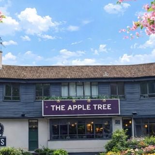 Apple Tree