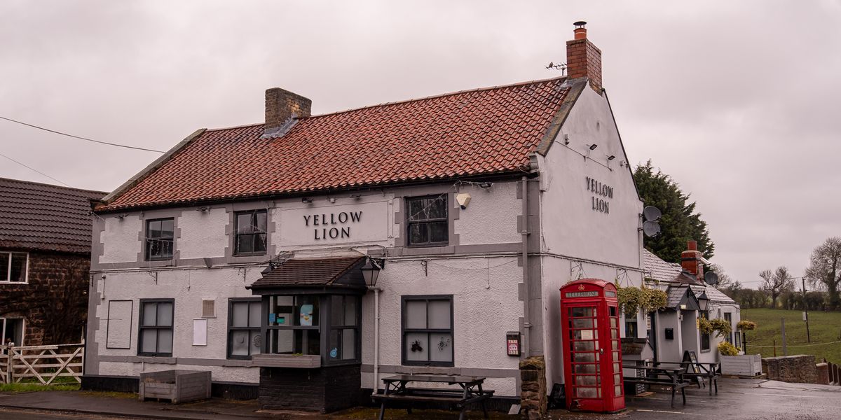 Yellow Lion