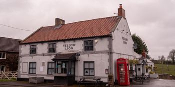 Yellow Lion