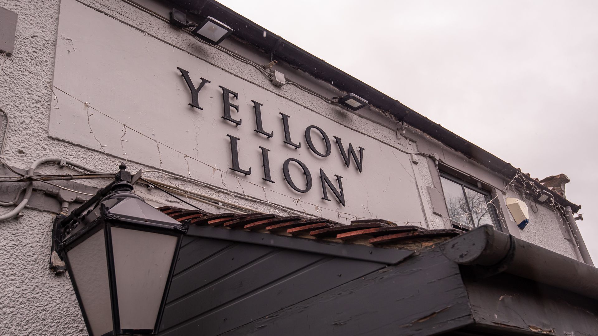 Yellow Lion