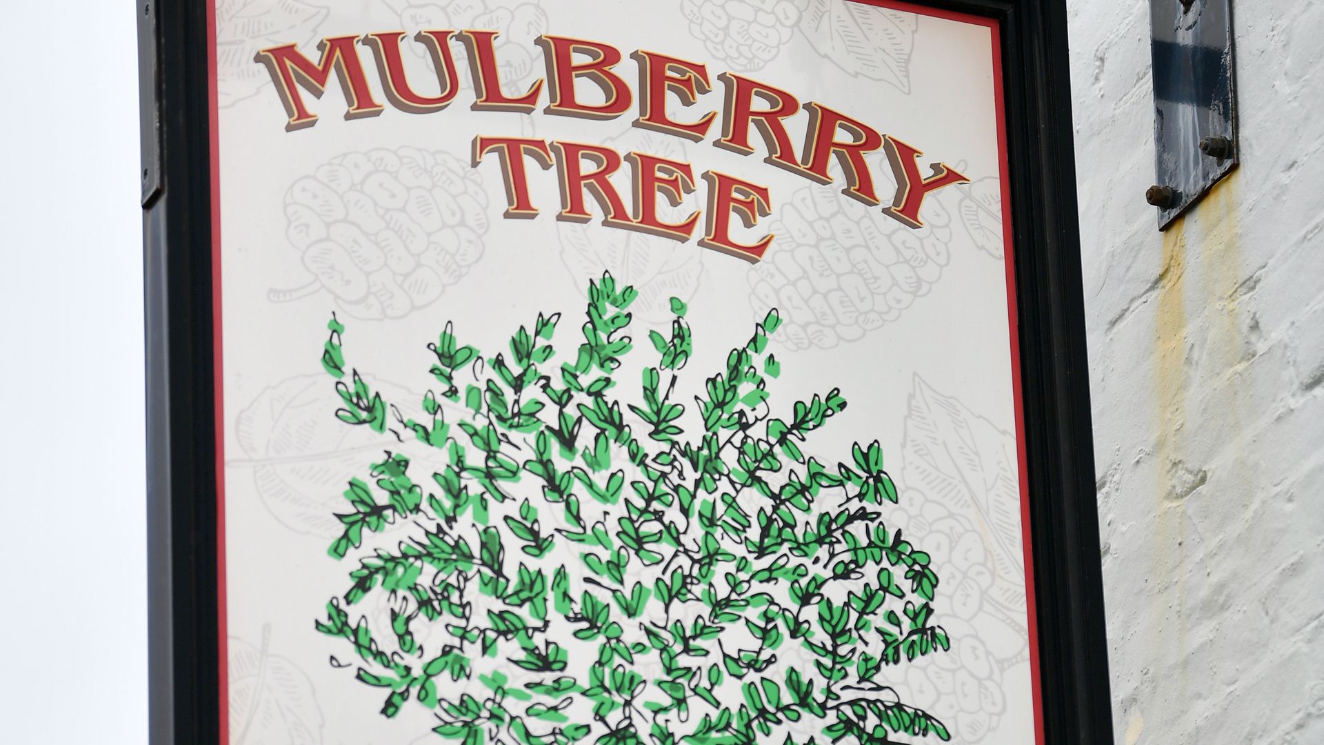 Mulberry Tree