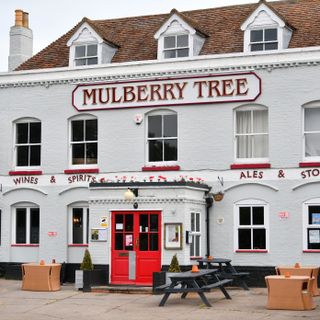 Mulberry Tree