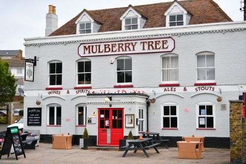 Mulberry Tree