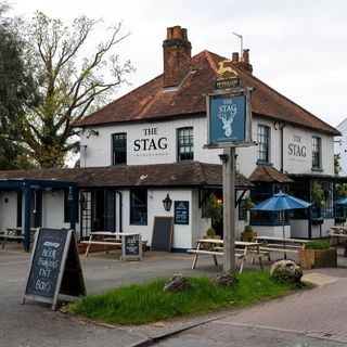 Stag