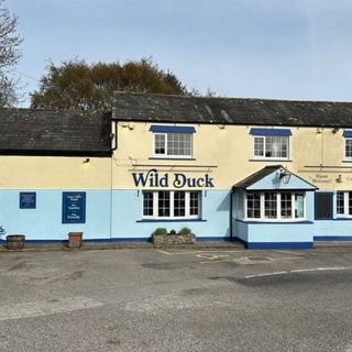 Wild Duck
