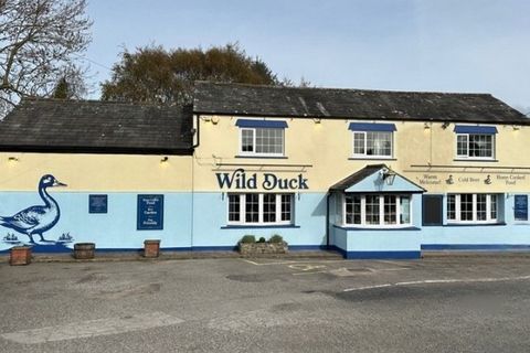 Wild Duck