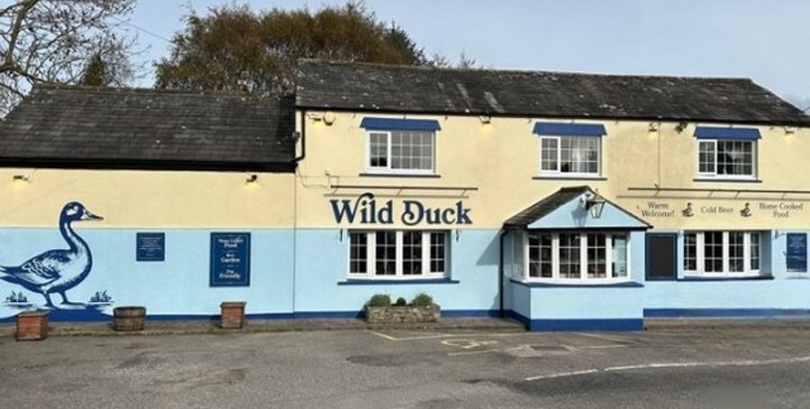 Wild Duck